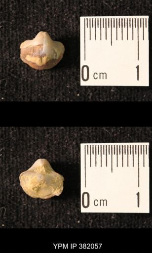 Ambocoelia planoconvexa