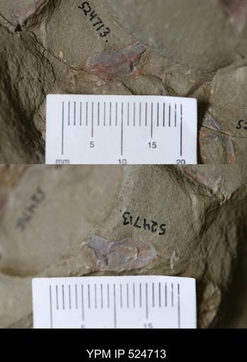 undet. Cornuta
