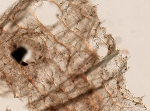 Callyspongia vaginalis