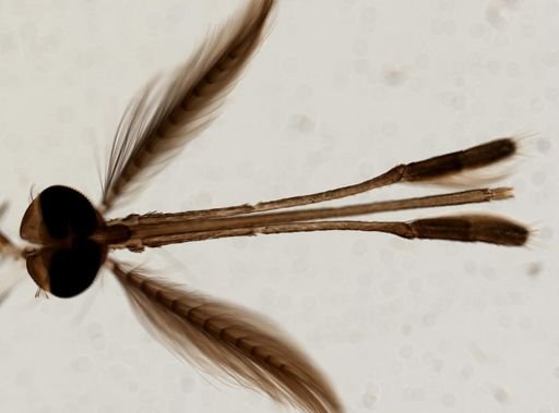 Anopheles