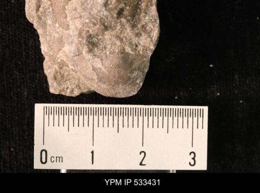 Leptaena nitens
