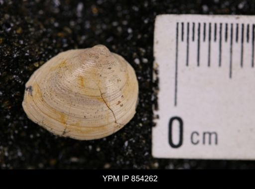 Limopsis striatopunctatus