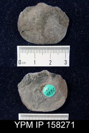 Schizophoria multistriata