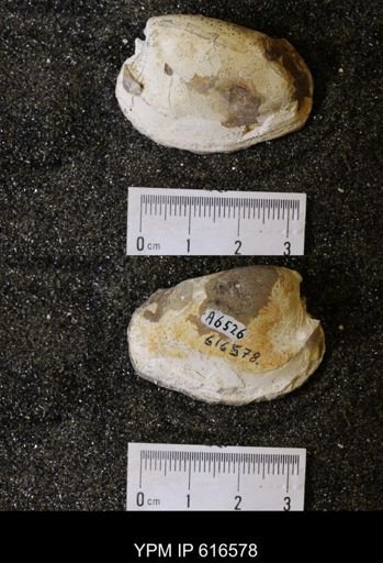 Corbicula?