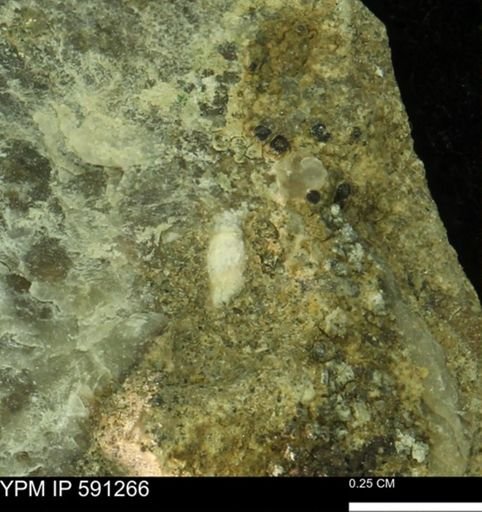 undet. Mollusca