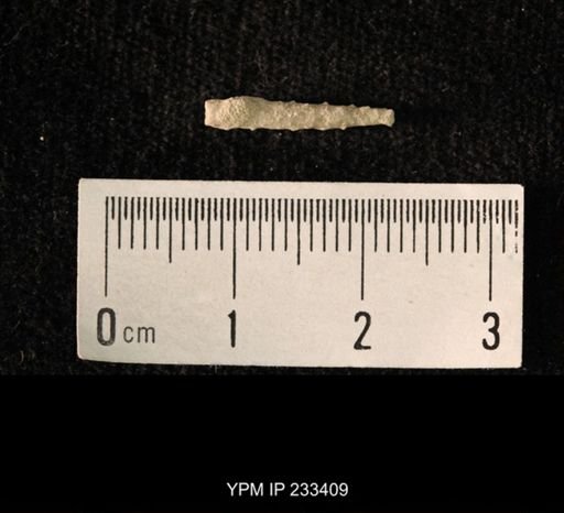 Archaeocidaris sp.