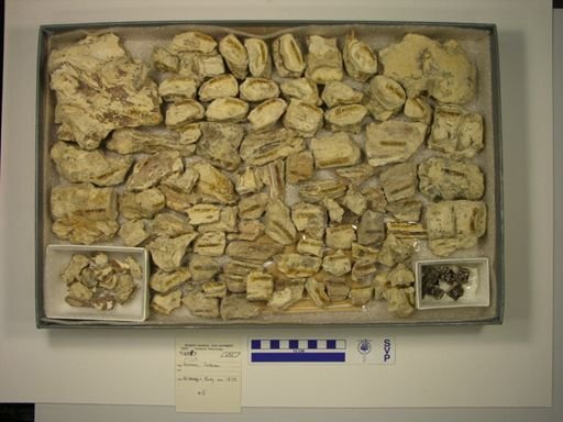 undet. Actinopterygii
