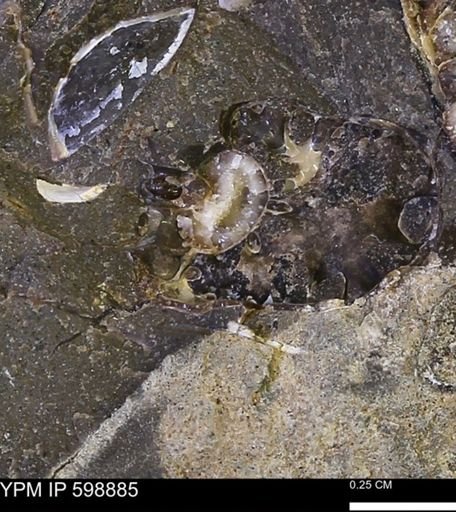 Hoploscaphites sp.