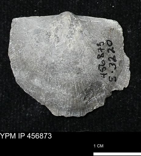 Stropheodonta sp.