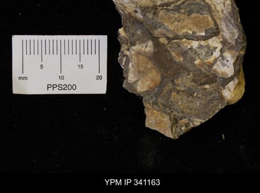 Inoceramus sp.
