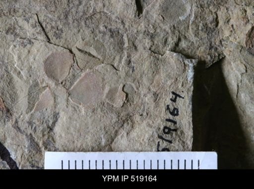 undet. Brachiopoda