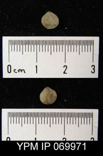 Zygospira aemoalia