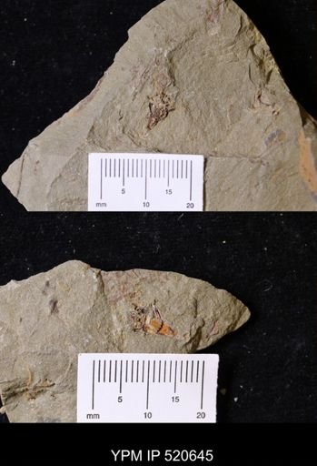 undet. Crinoidea