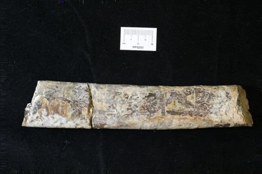 Baculites sp.