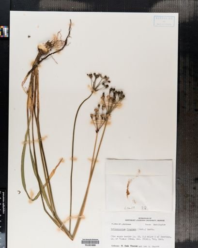 Nothoscordum