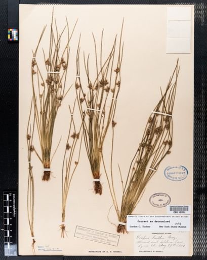 Scirpus smithii