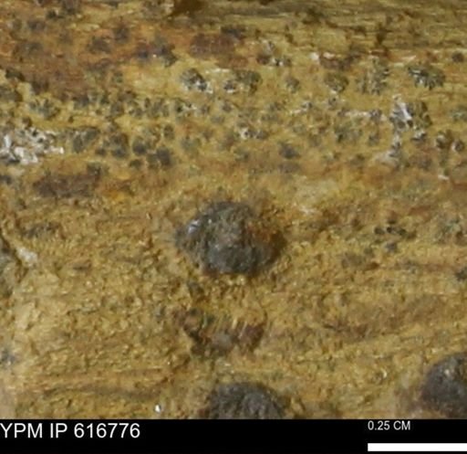 Teredo sp.