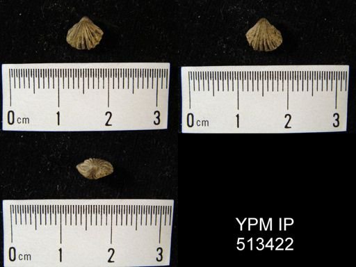 Rhynchospira sp.