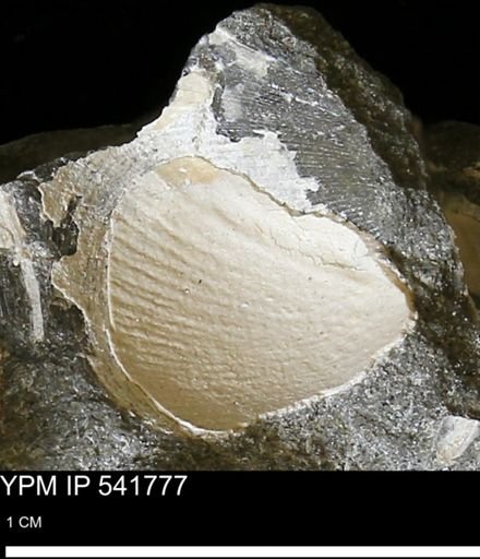 Limopsis striatopunctatus