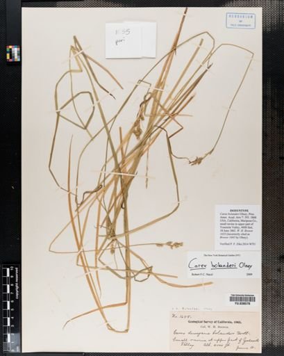 Carex