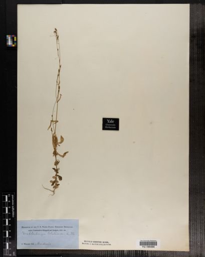 Plantae