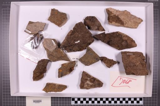 mixed taxa, stratigraphic collection