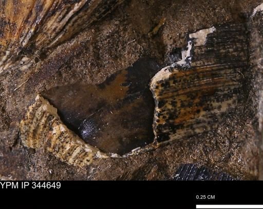 Limopsis striatopunctatus