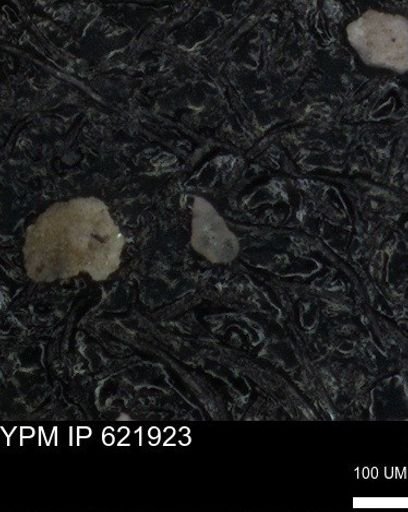 undet. Heterohelicidae