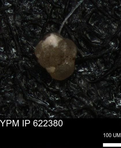 undet. Foraminiferida