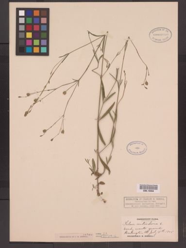 Silene antirrhina