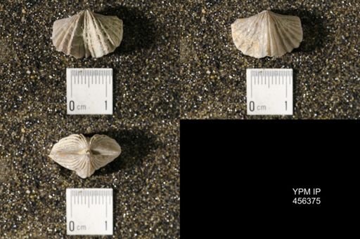 Platystrophia biforata