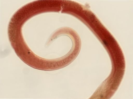 Rhabdias ranae