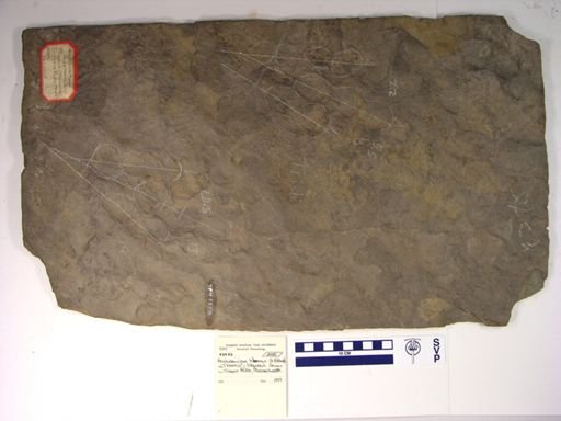 Anchisauripus tuberosus