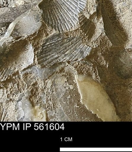 Oxytoma?
