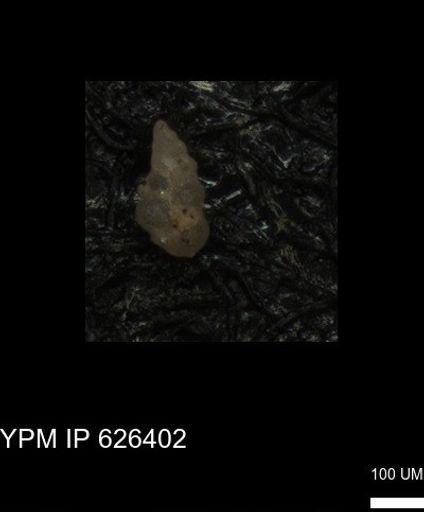 Heterohelicidae