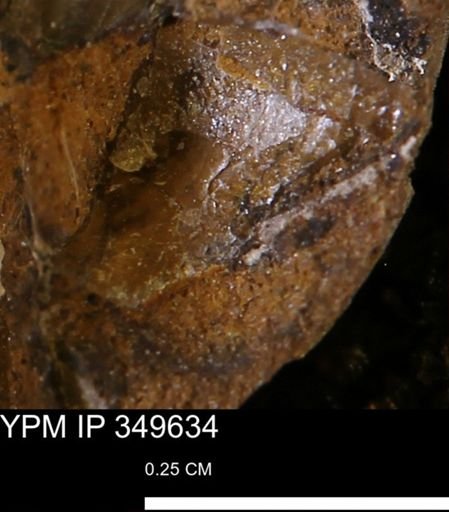undet. Mollusca
