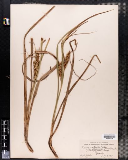 Carex rostrata