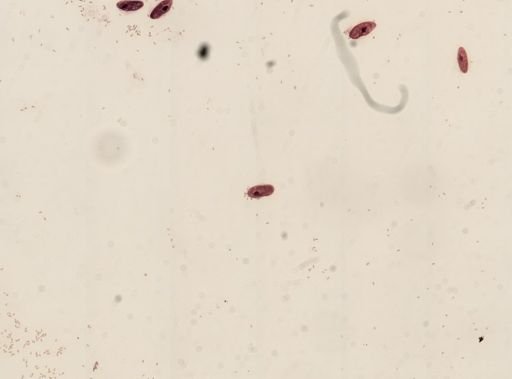 Chilomonas paramaecium