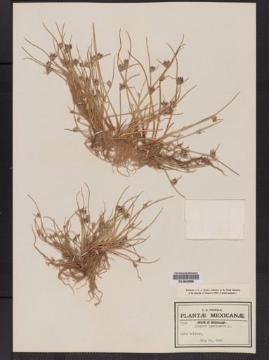 Cyperus laevigatus