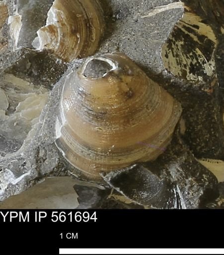Limopsis sp.