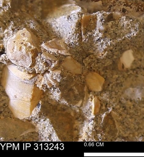 Corbicula