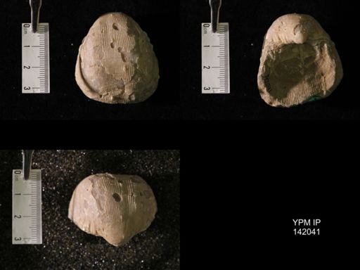 Productus (Linoproductus) lineatus