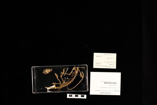 Chamaeleo gracilis