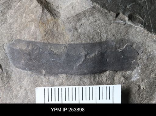 Eurypterida