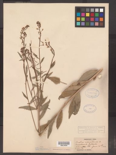 Arabis canadensis
