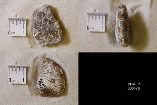undet. Scaphitidae