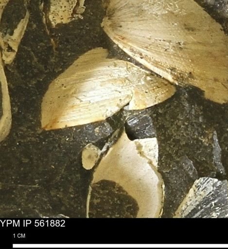Limopsis sp.
