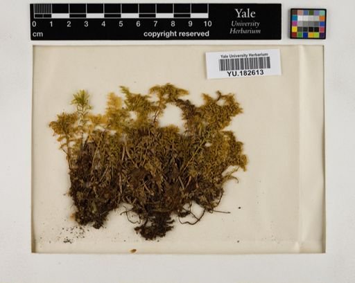 Plantae
