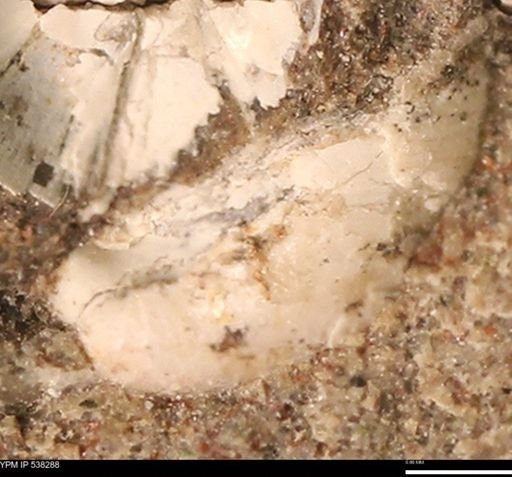 Corbulamella gregaria