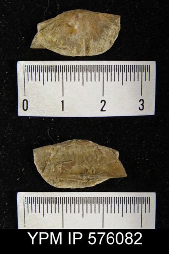 Sowerbyella sp.